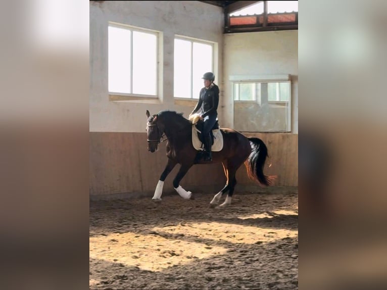 KWPN Stute 7 Jahre 167 cm Brauner in Edewecht