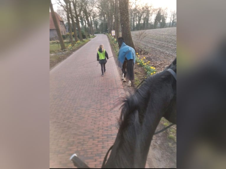 KWPN Stute 7 Jahre 167 cm Brauner in Edewecht