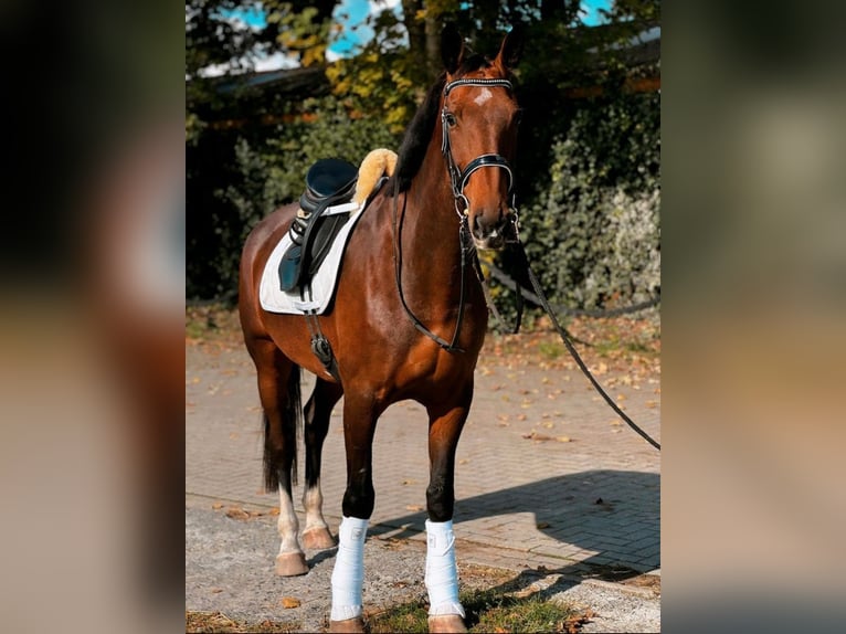 KWPN Stute 7 Jahre 167 cm Brauner in Edewecht