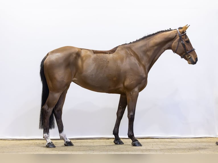 KWPN Stute 7 Jahre 167 cm Brauner in Waddinxveen