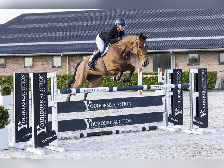 KWPN Stute 7 Jahre 167 cm Brauner in Waddinxveen