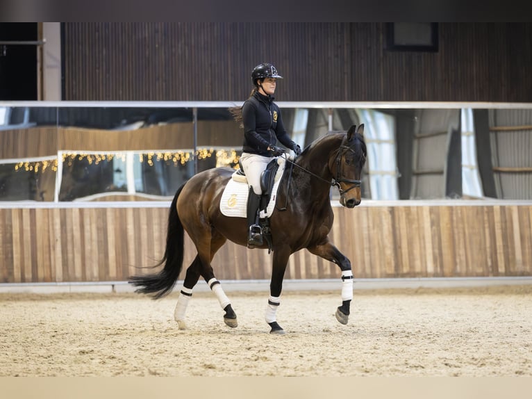 KWPN Stute 7 Jahre 167 cm in Harlingen