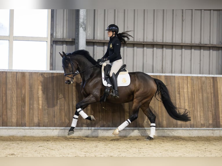 KWPN Stute 7 Jahre 167 cm in Harlingen