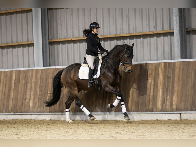 KWPN Stute 7 Jahre 167 cm in Harlingen