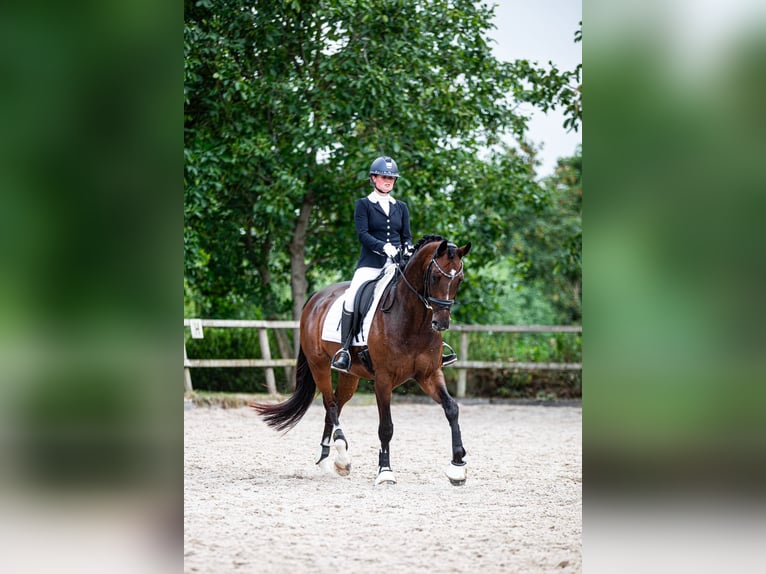 KWPN Stute 7 Jahre 167 cm Dunkelbrauner in IJsselstein