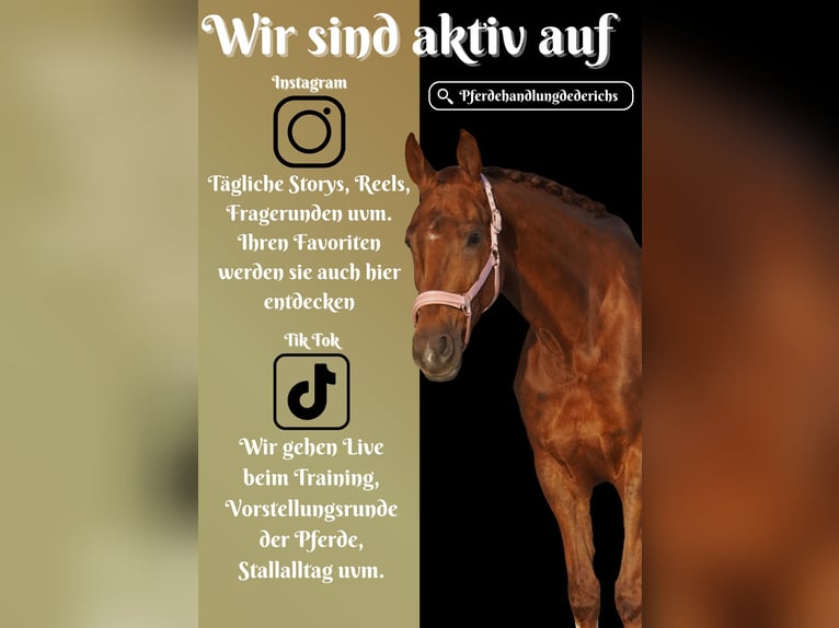 KWPN Stute 7 Jahre 167 cm Fuchs in Nettersheim