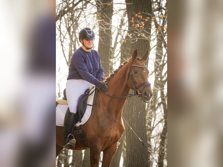 KWPN Stute 7 Jahre 167 cm Fuchs in Nettersheim