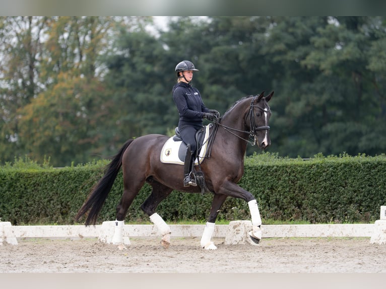 KWPN Stute 7 Jahre 167 cm Rappe in De Moer