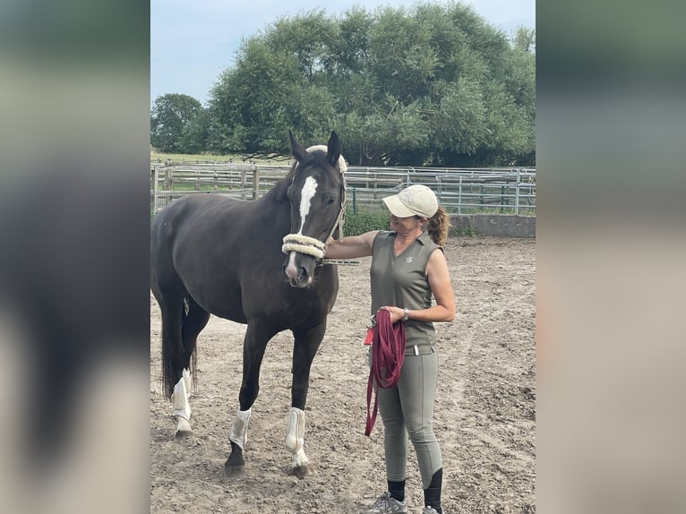 KWPN Stute 7 Jahre 167 cm Rappe in Tremsdorf