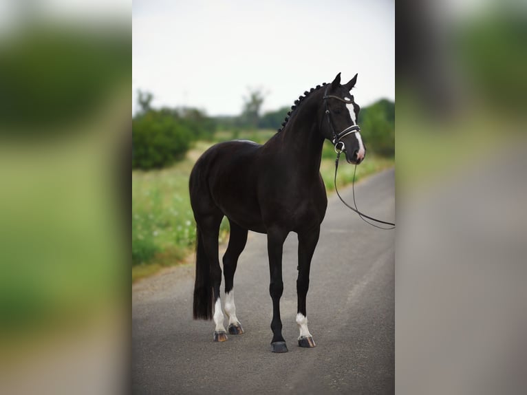 KWPN Stute 7 Jahre 167 cm Rappe in Tremsdorf