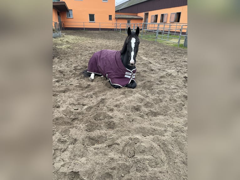 KWPN Stute 7 Jahre 167 cm Rappe in Tremsdorf