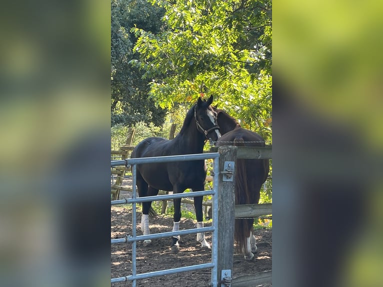 KWPN Stute 7 Jahre 167 cm Rappe in Tremsdorf