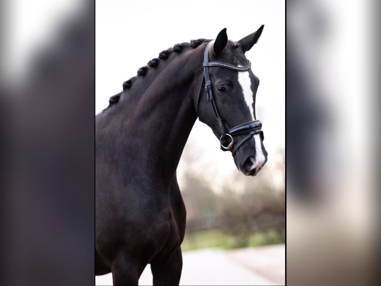 KWPN Stute 7 Jahre 167 cm Rappe in Tremsdorf