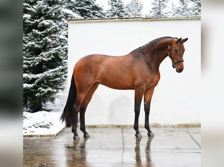 KWPN Stute 7 Jahre 167 cm Rotbrauner in Kroatisch Minihof / Mjenovo