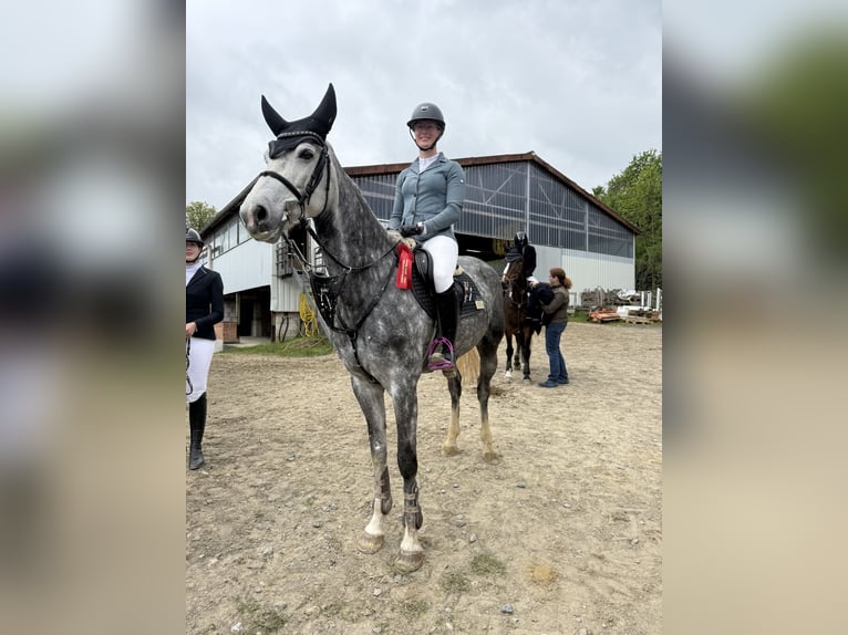 KWPN Stute 7 Jahre 167 cm Schimmel in DiemelseeDiemelsee