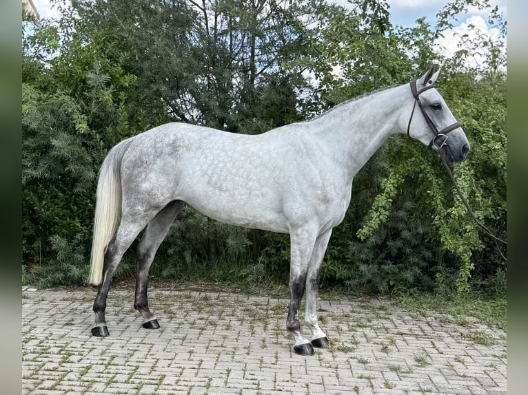 KWPN Stute 7 Jahre 167 cm Schimmel in GROTE-BROGEL