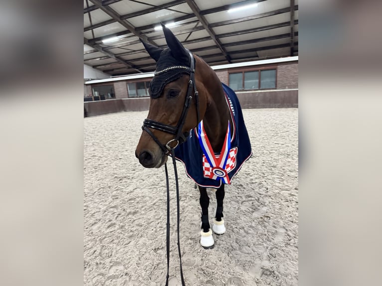 KWPN Stute 7 Jahre 168 cm Brauner in Boekel