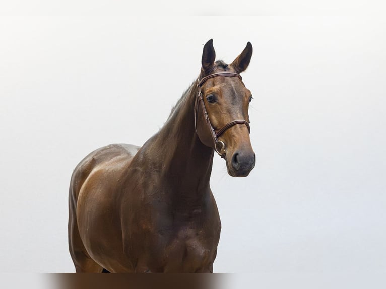 KWPN Stute 7 Jahre 168 cm Brauner in Waddinxveen