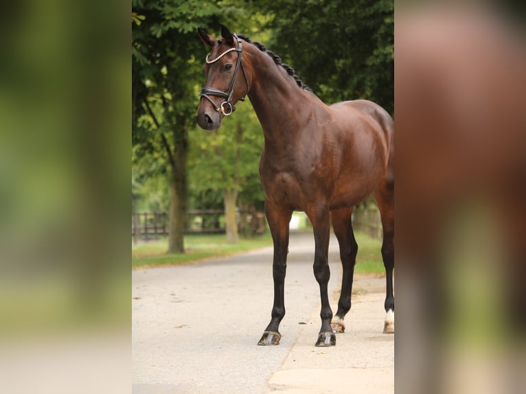 KWPN Stute 7 Jahre 168 cm in Xanten
