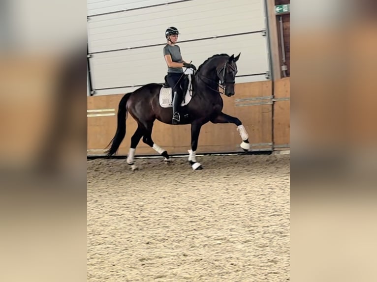 KWPN Stute 7 Jahre 168 cm in Xanten
