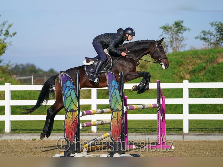 KWPN Stute 7 Jahre 168 cm Dunkelbrauner in Olomouc