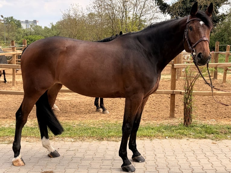 KWPN Stute 7 Jahre 168 cm Dunkelbrauner in Bad Kreuznach