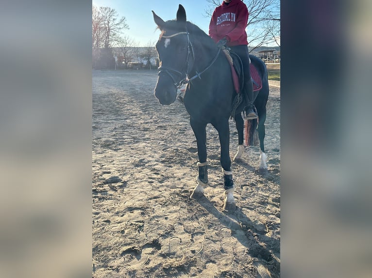 KWPN Stute 7 Jahre 168 cm Rappe in Wien