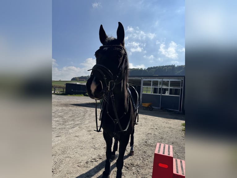 KWPN Stute 7 Jahre 168 cm Schwarzbrauner in Schmitten