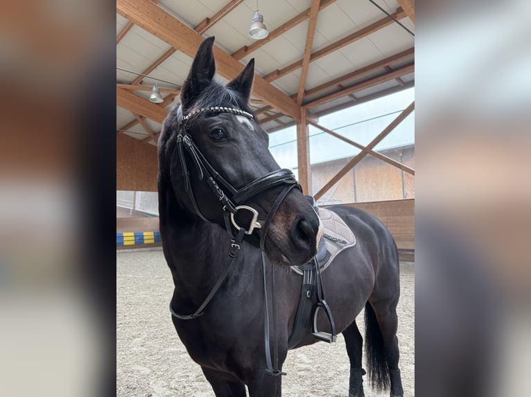 KWPN Stute 7 Jahre 168 cm Schwarzbrauner in Schmitten