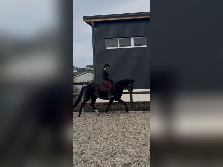 KWPN Stute 7 Jahre 168 cm Schwarzbrauner in Schmitten