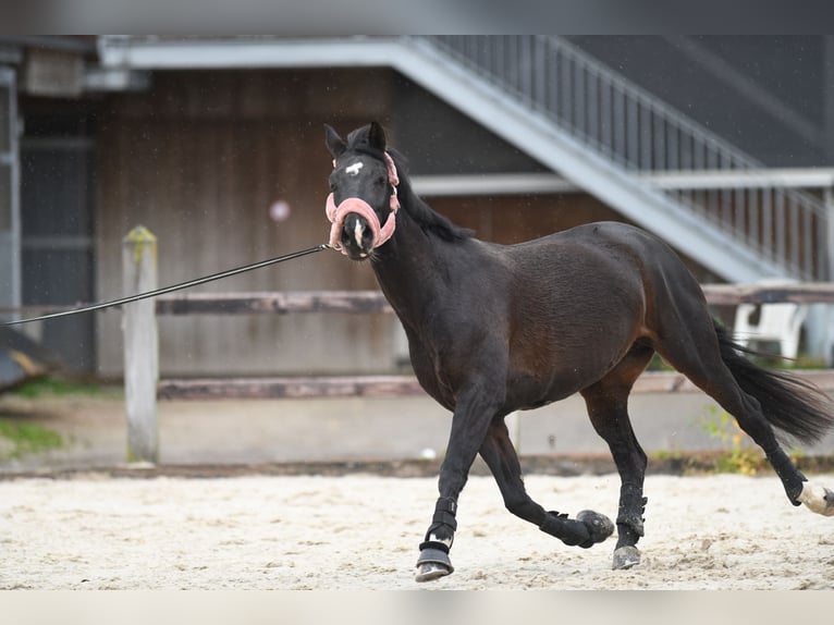 KWPN Stute 7 Jahre 168 cm Schwarzbrauner in Schmitten