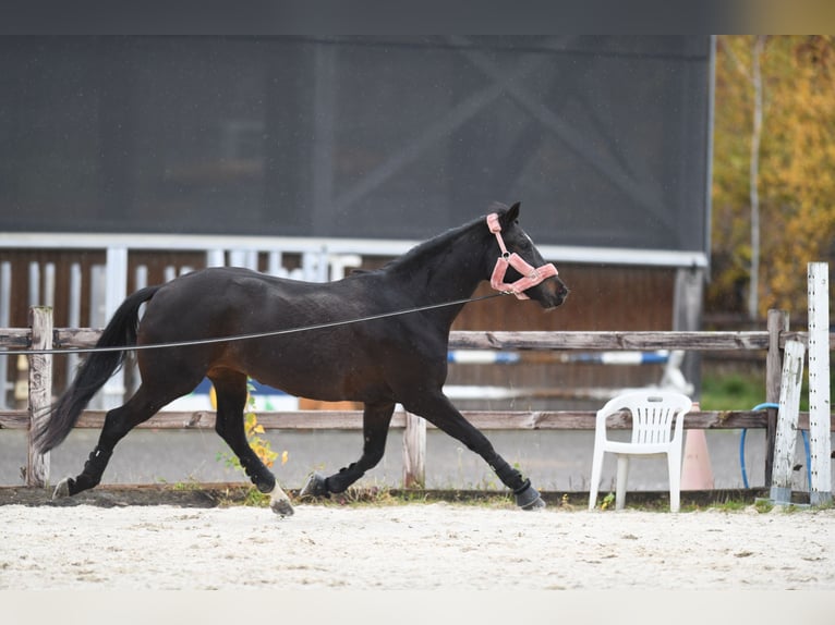 KWPN Stute 7 Jahre 168 cm Schwarzbrauner in Schmitten