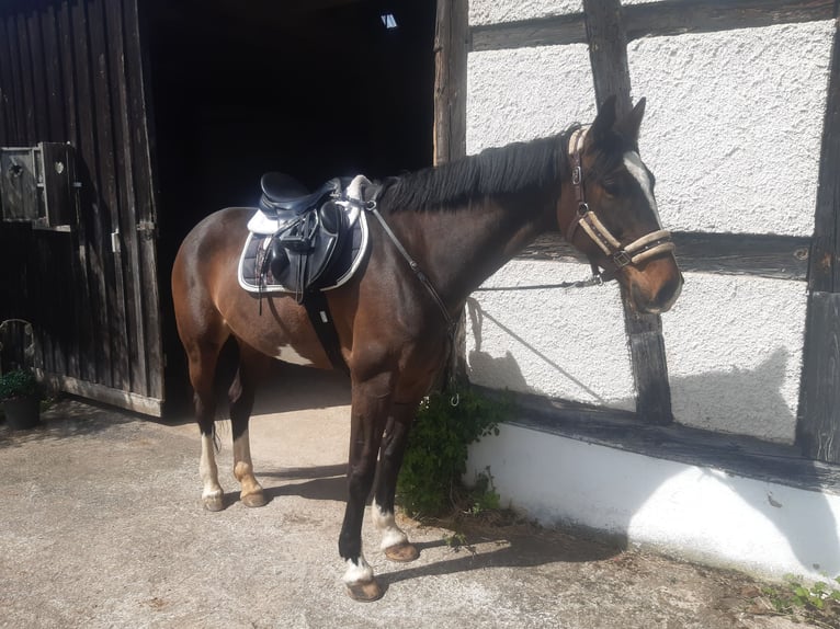 KWPN Stute 7 Jahre 169 cm Brauner in Wieseth