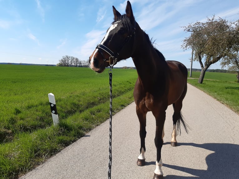 KWPN Stute 7 Jahre 169 cm Brauner in Wieseth