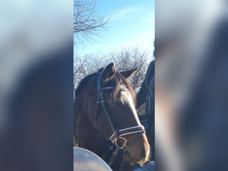 KWPN Stute 7 Jahre 169 cm Brauner in Wieseth