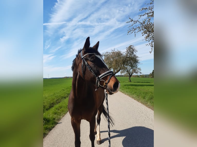KWPN Stute 7 Jahre 169 cm Brauner in Wieseth