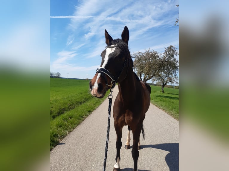 KWPN Stute 7 Jahre 169 cm Brauner in Wieseth