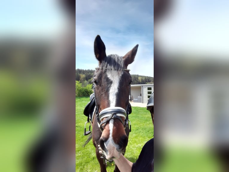 KWPN Stute 7 Jahre 169 cm Brauner in Wieseth