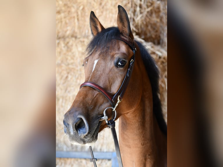 KWPN Stute 7 Jahre 169 cm Brauner in Geilenkirchen