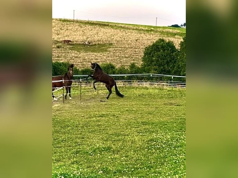 KWPN Stute 7 Jahre 169 cm Rappe in Leverkusen