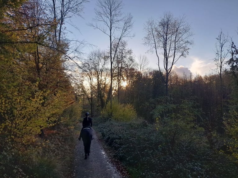KWPN Stute 7 Jahre 169 cm Rappe in Leverkusen
