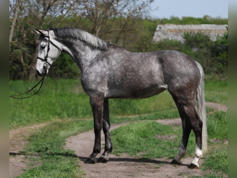 KWPN Stute 7 Jahre 169 cm Schimmel in Gyula