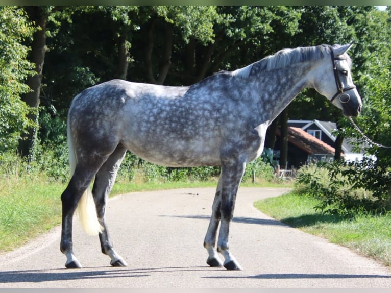 KWPN Stute 7 Jahre 169 cm Schimmel in Holten