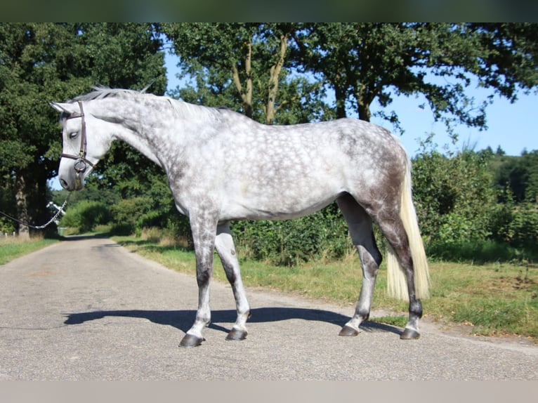 KWPN Stute 7 Jahre 169 cm Schimmel in Holten