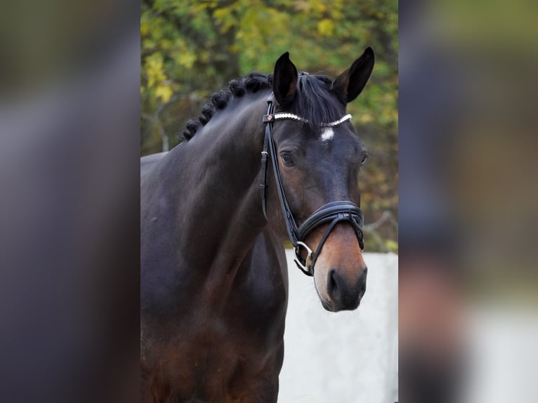 KWPN Stute 7 Jahre 170 cm Brauner in Nettersheim