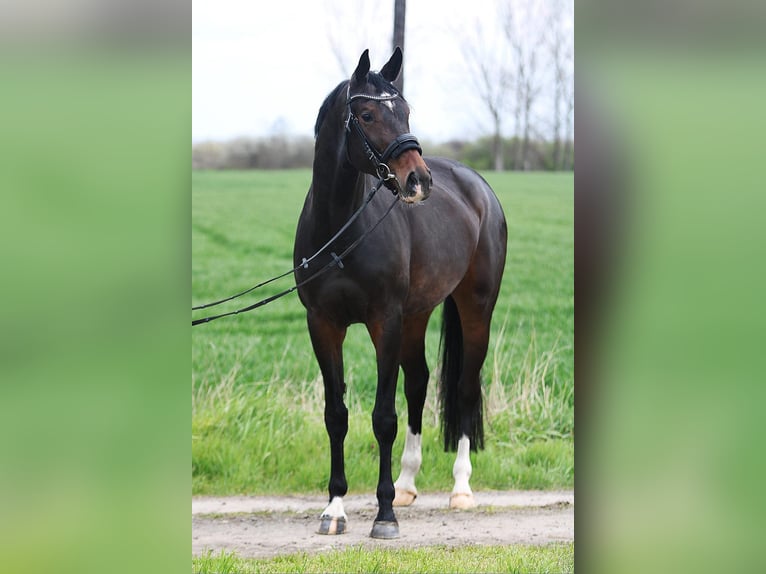 KWPN Stute 7 Jahre 170 cm Brauner in Békésszentandrás