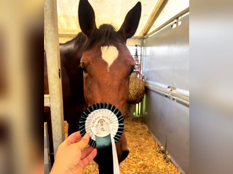 KWPN Stute 7 Jahre 170 cm Brauner in Burgenland
