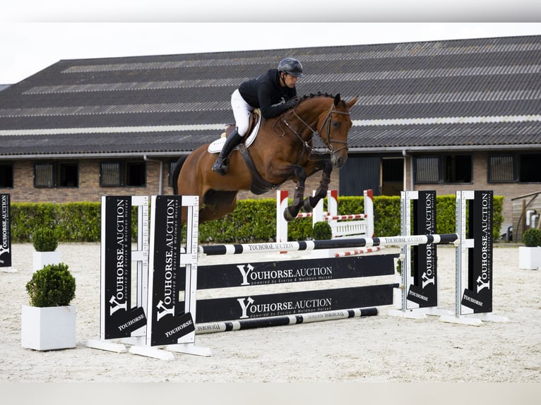KWPN Stute 7 Jahre 170 cm Brauner in Waddinxveen