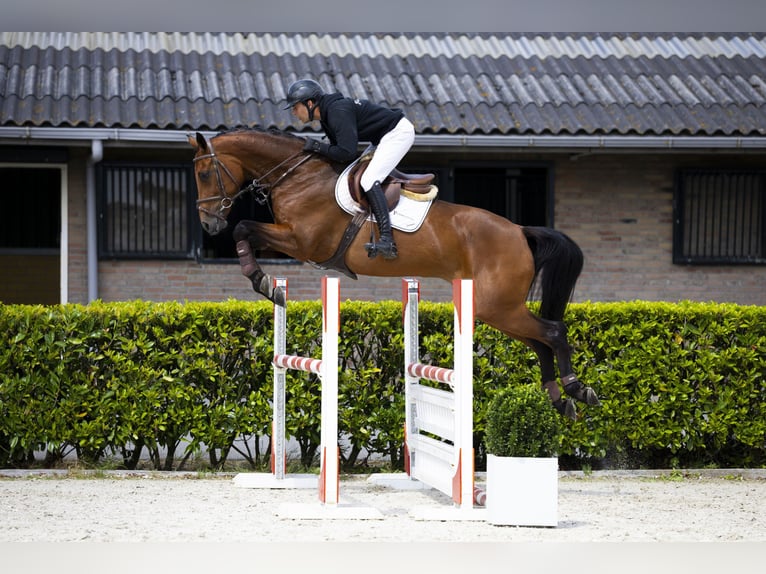 KWPN Stute 7 Jahre 170 cm Brauner in Waddinxveen