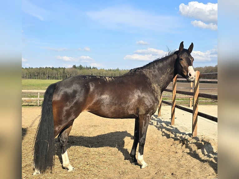 KWPN Stute 7 Jahre 170 cm Dunkelbrauner in Wezup